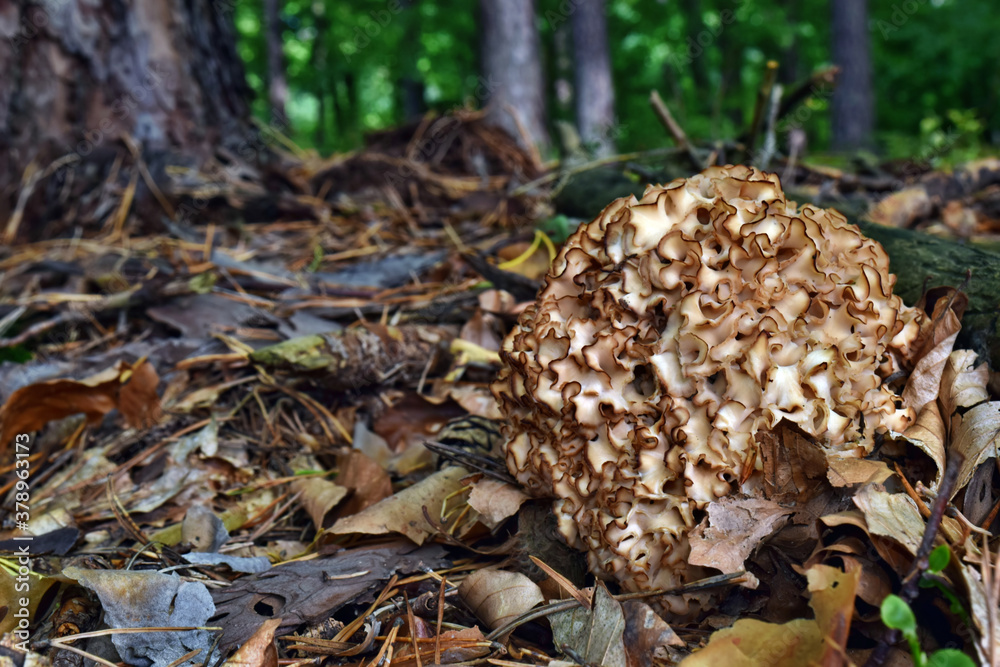 Mushroom Sparassis crispa Mushroom Sparassis crispa