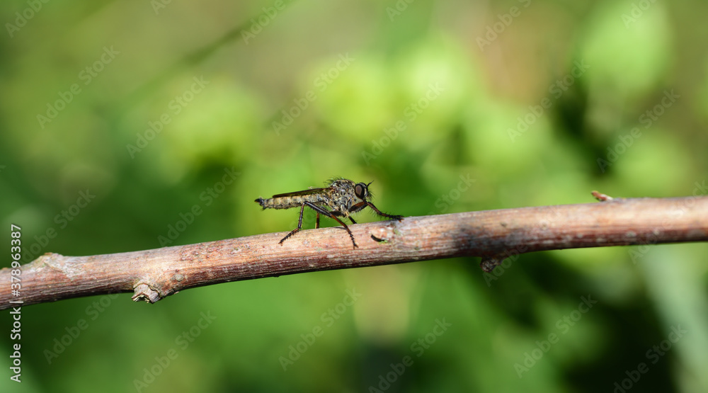 A small mosquito sits on a dry branch against a green background A small mosquito sits on a dry branch against a green background