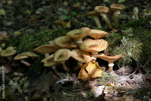 Autumn mushrooms grow in the forest on a stump