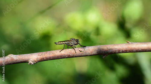 A small mosquito sits on a dry branch against a green background