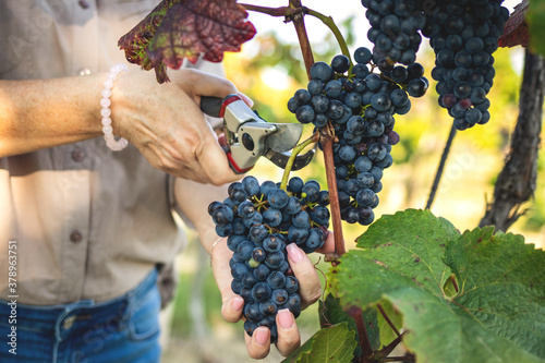 Farmer grape harvesting in vineyard