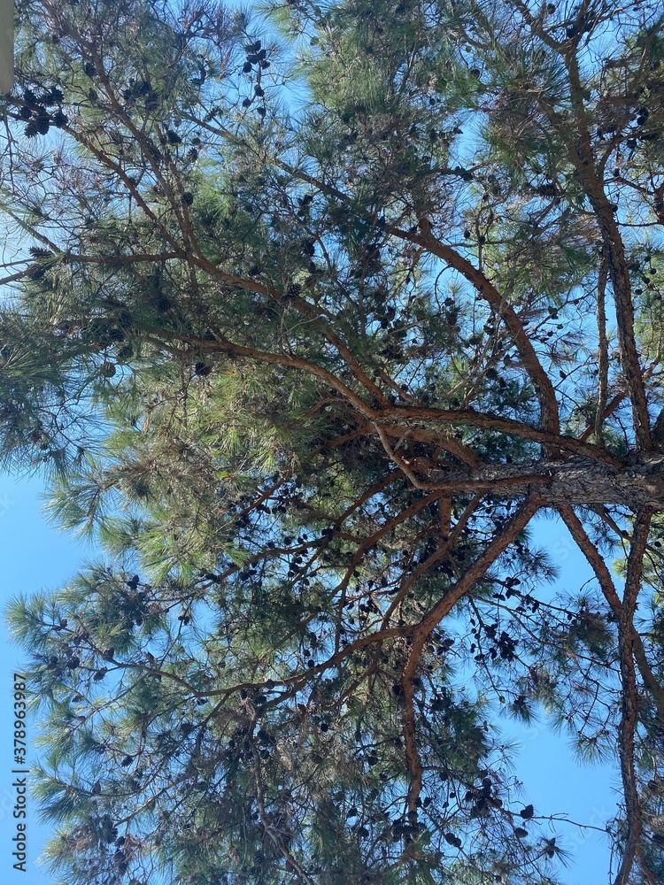 Fototapeta premium trees and sky