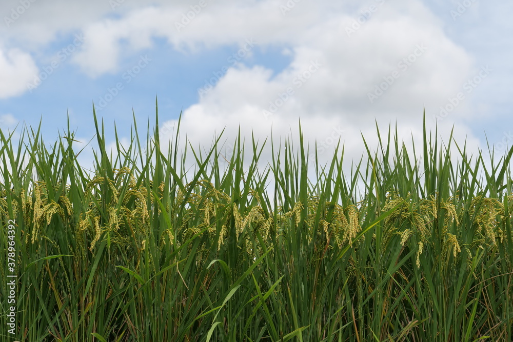 Obraz premium Rice seedlings in autumn, just before harvest.