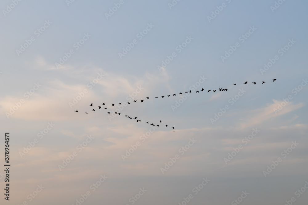 group of flying geese, cloudy sky as background