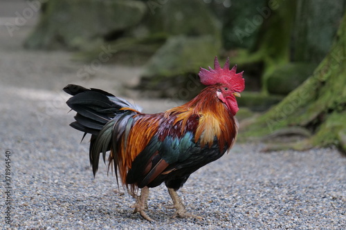 Brightly colored chickens walking on a gravel road © 隼人 岩崎