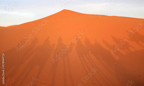 Camel caravan  shadows in the desert sand  Sahara  Morocco