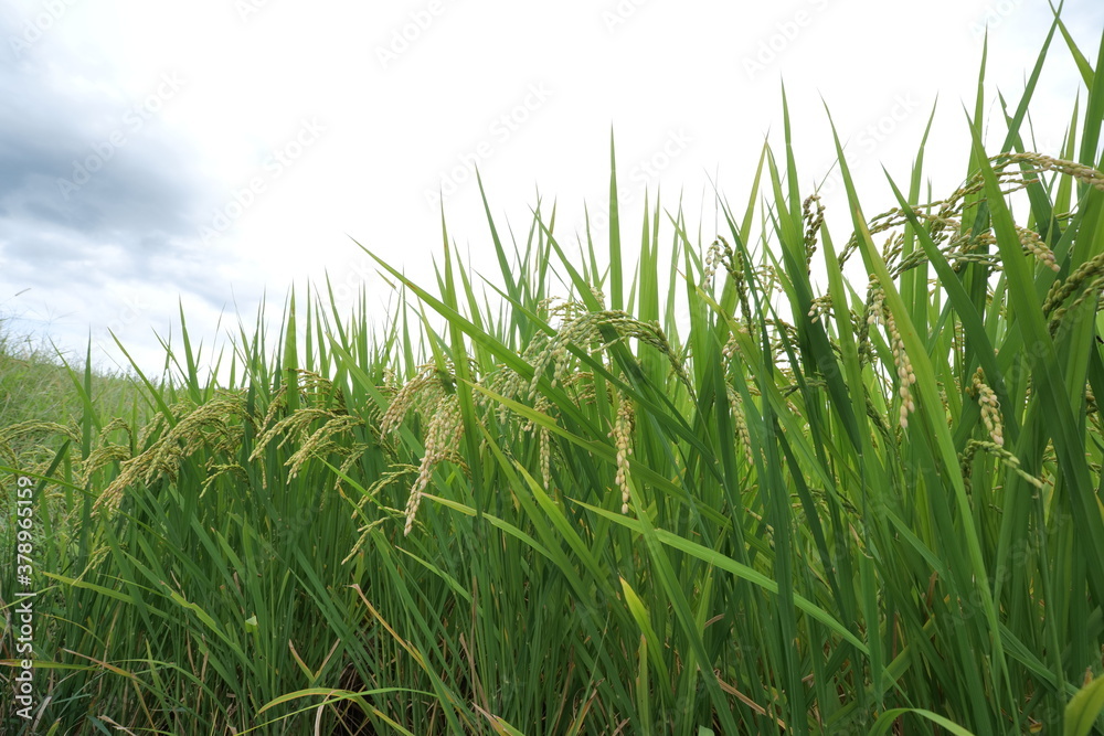 Obraz premium Rice fields in the autumn when the harvest season has come.