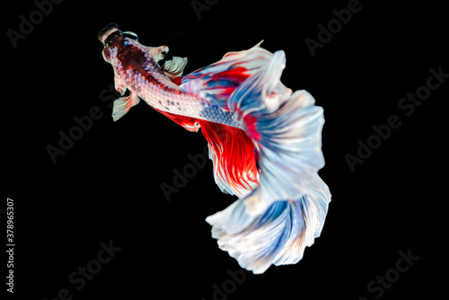 Rhythmic of Betta siamese fighting fish betta splendens (Halfmoon long tail fancy Tricolor red,blue,white ),isolated on black background.