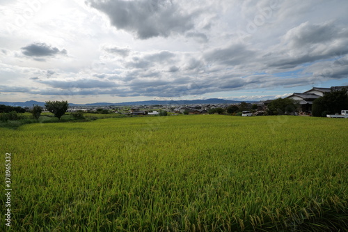 A landscape photo of a rice field taken on a sunny day in mid-summer.