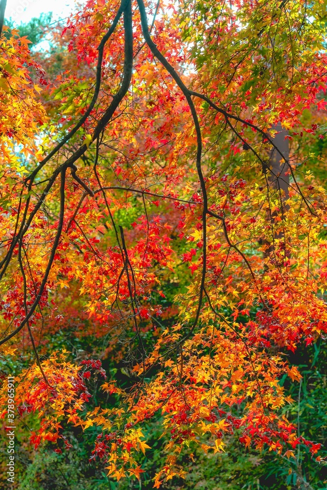 Japanese autumn beautiful colorful maple leaf in garden from under maple tree. Japanese autumn beautiful colorful maple leaf in garden from under maple tree.