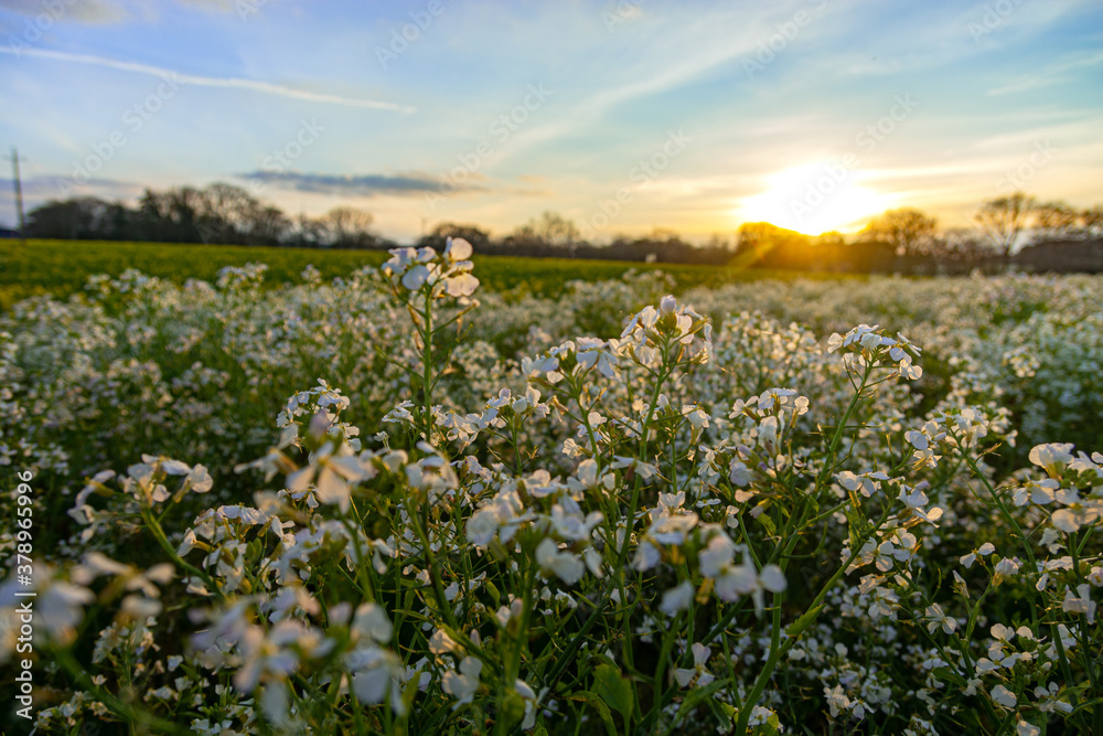 Fototapeta premium les champs fleuris de notre campagne
