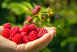 A hand full of wild raspberries, ripe and red. Organic forest raspberries. A handful of raspberries. Image with selective focus and toning