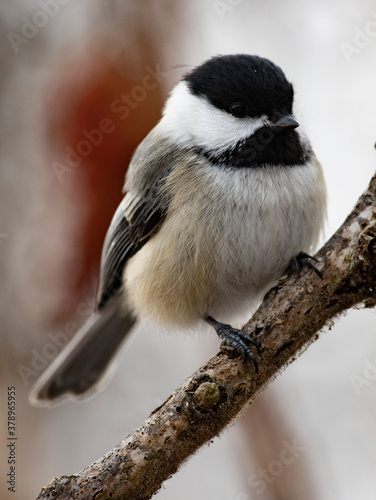 Chickadee in winter