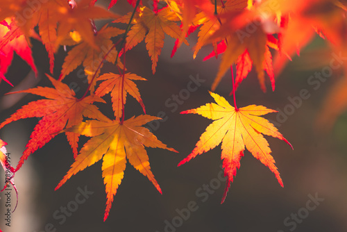  Japanese autumn beautiful colorful maple leaf.