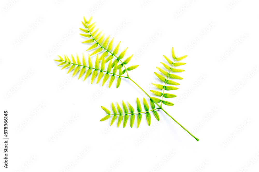 Top view of green leaves on a white background