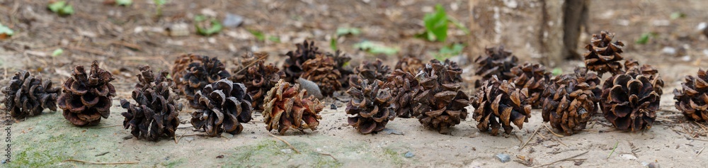 panoramic view of pine cone and pine tree panoramic view of pine cone and pine tree
