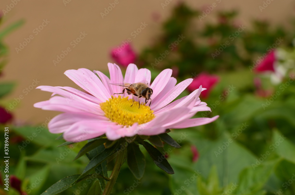 Obraz premium bee on pink flower