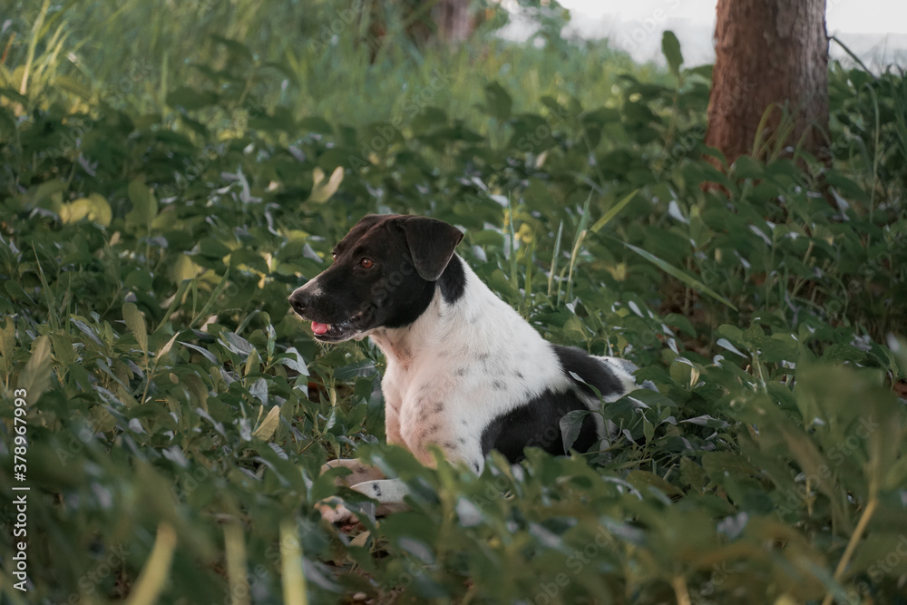 A dog with a black and white coat sitting in the yard