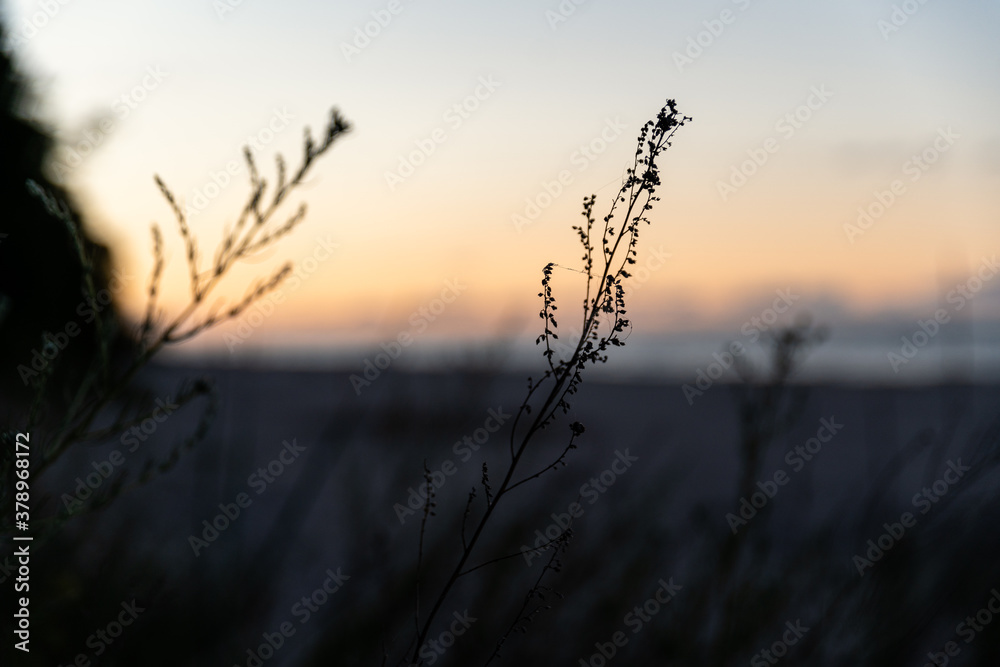 Gräser am Strand im Abendrot auf der Insel Usedom im Seebad Bansin