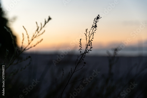 Gr  ser am Strand im Abendrot auf der Insel Usedom im Seebad Bansin