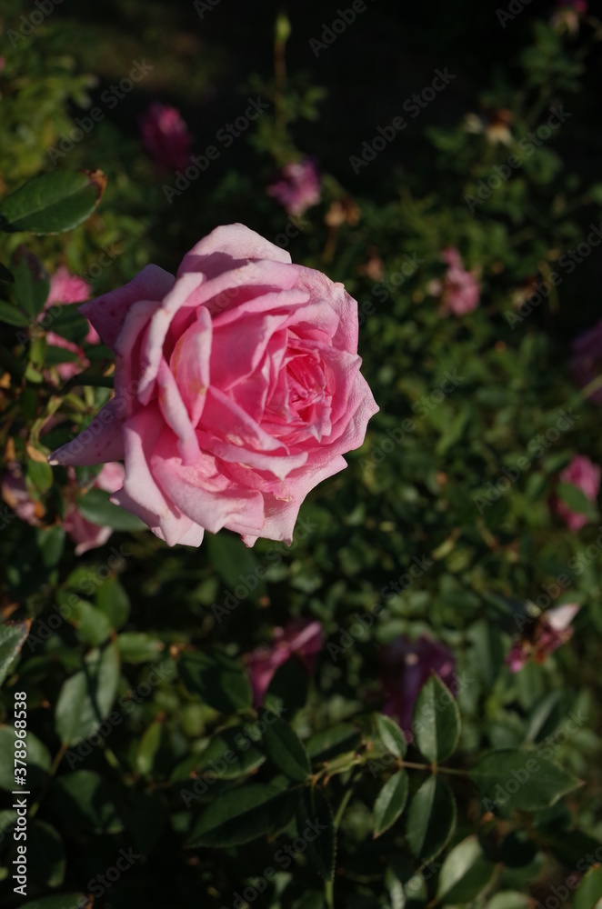 Light Pink Flower of Rose 'Overnight Scentsation' in Full Bloom
Light Pink Flower of Rose 'Overnight Scentsation' in Full Bloom