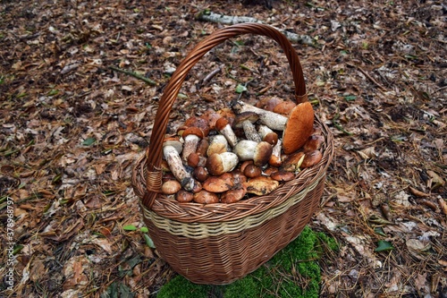 Mushrooms on the basket