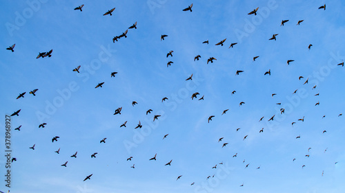 Birds flying in blue sky