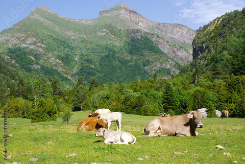 Cows grazing in a meadow in the Ordesa y Monte Perdido National Park, Aragón, Spain