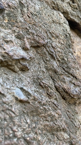 bark of a tree