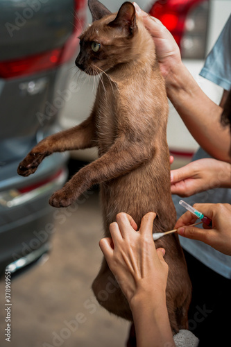 Hands performing vaccine injection into a brown cat
