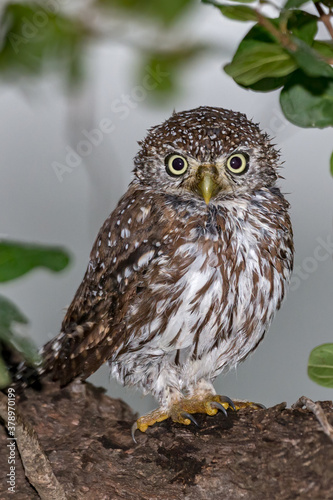 Photos Pearl-Spotted Owlet