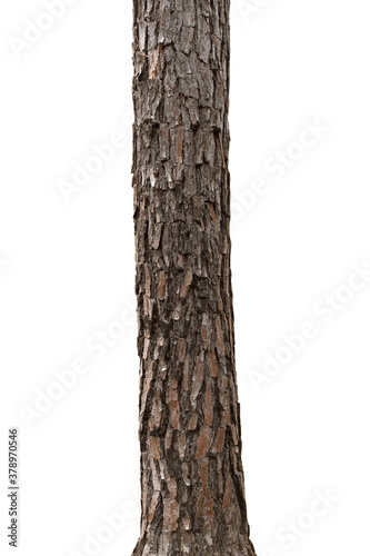 tropical tree trunks isolate on white background