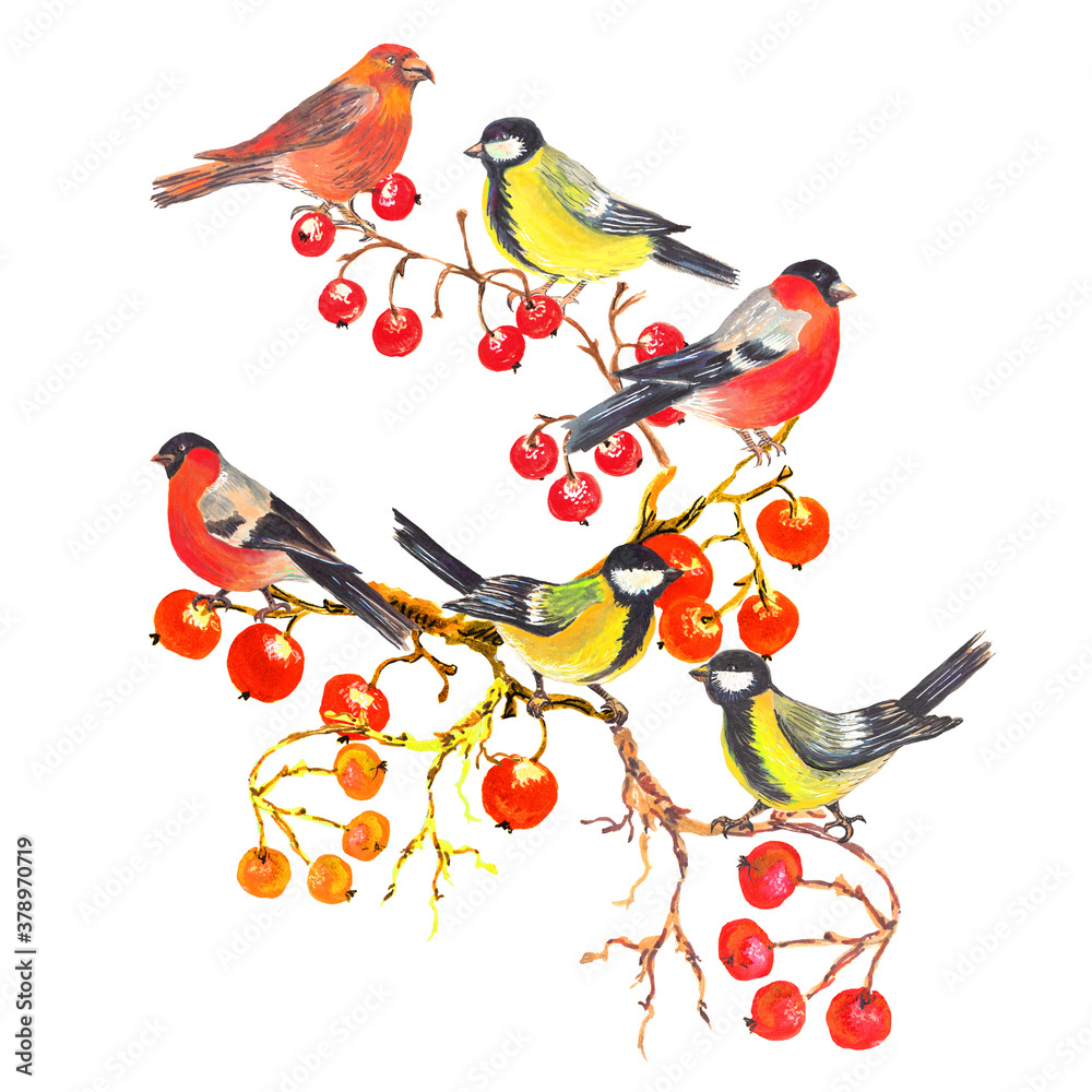 Fototapeta premium Watercolor colorful christmas composition with forest birds , red berries and branches. White background.