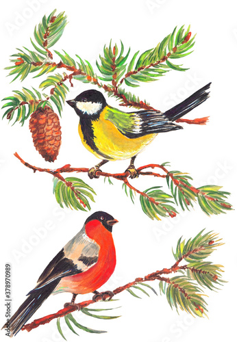 Watercolor colorful christmas composition with forest birds, cone and  branches tree. White background. © Elena