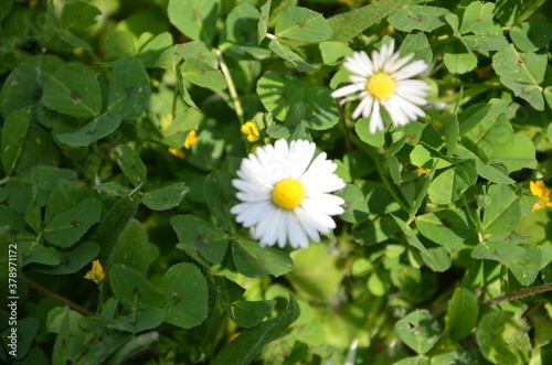 Detailed view of daisies in a garden full of green grass.