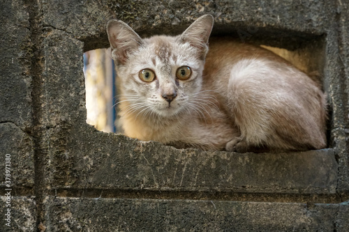 A little brown cat sittine in the hole on the brick wall