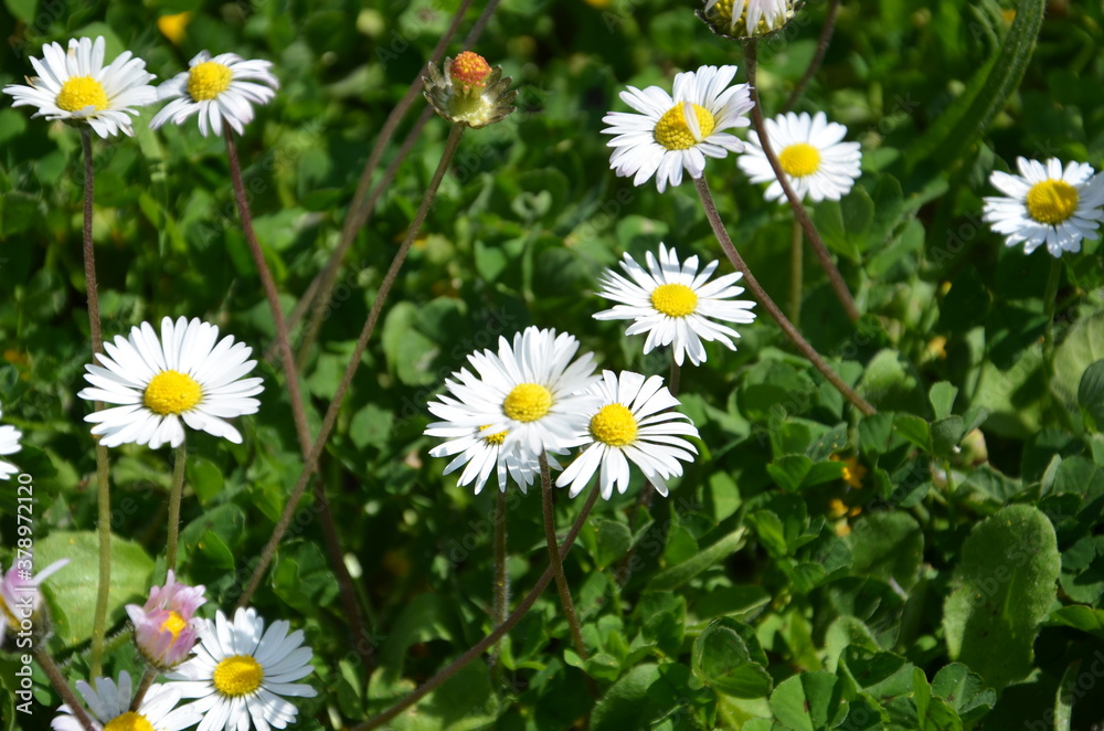 Detailed view of daisies in a garden full of green grass. Detailed view of daisies in a garden full of green grass.