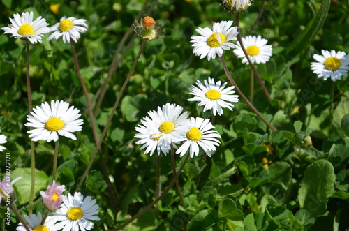 Detailed view of daisies in a garden full of green grass.