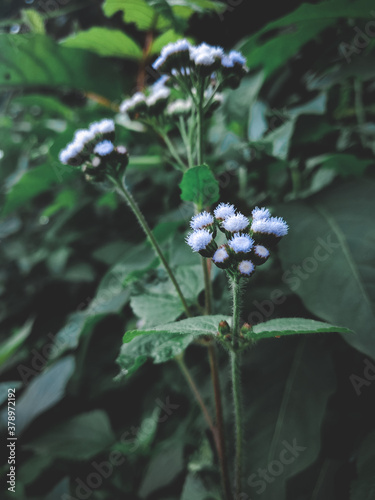 Canvas Print Ageratum conyzoides photo in india