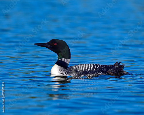 Fototapeta Naklejka Na Ścianę i Meble -  an adult Common Loon rests on a lake in the Canadian wilderness