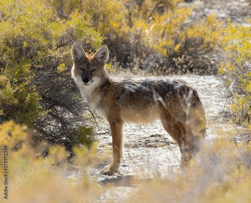 coyote in the desert