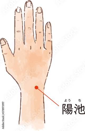 ツボ・経穴「陽池」の手描き風イラスト