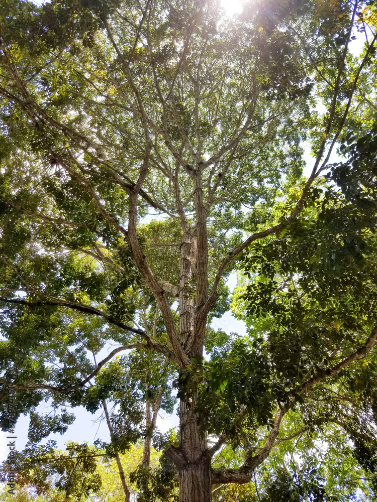 Fototapeta premium Generador de sombras El Hatillo Caracas Venezuela
