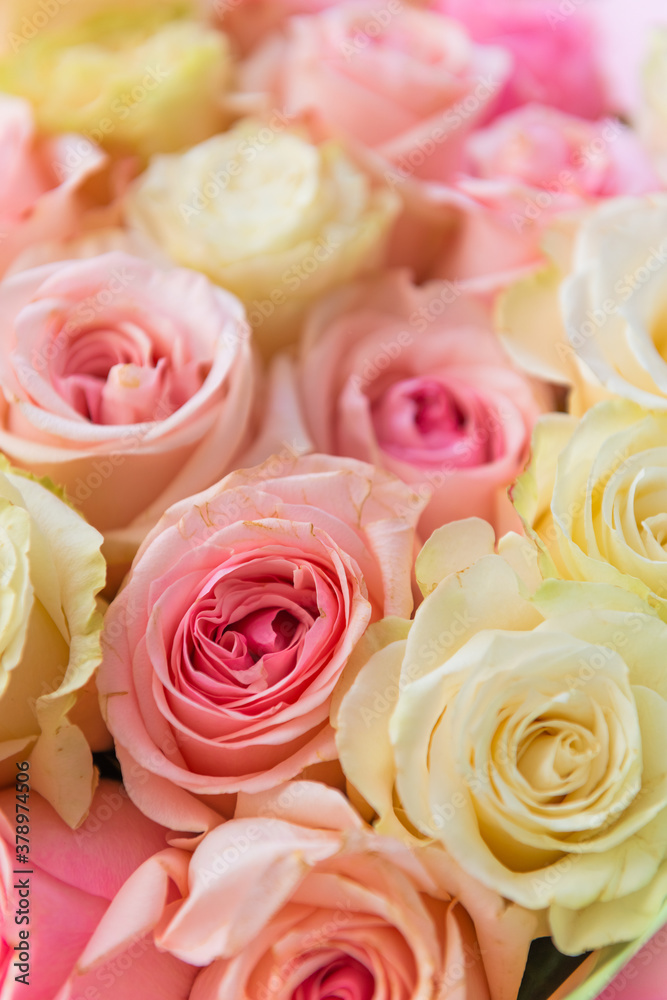 pink roses. pink roses.