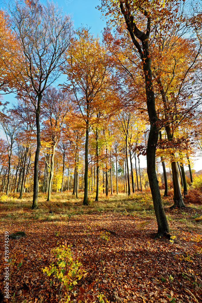 Fototapeta premium Beech forest in autumn.