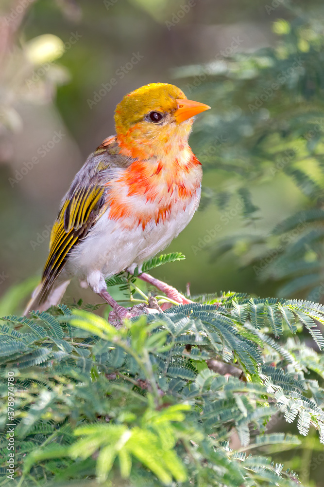 Red-headed Weaver Red-headed Weaver