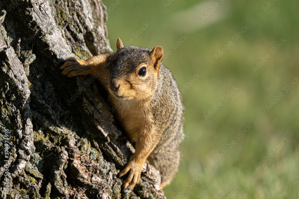 eastern fox squirrel is seraching for food before the Michigan winter eastern fox squirrel is seraching for food before the Michigan winter
