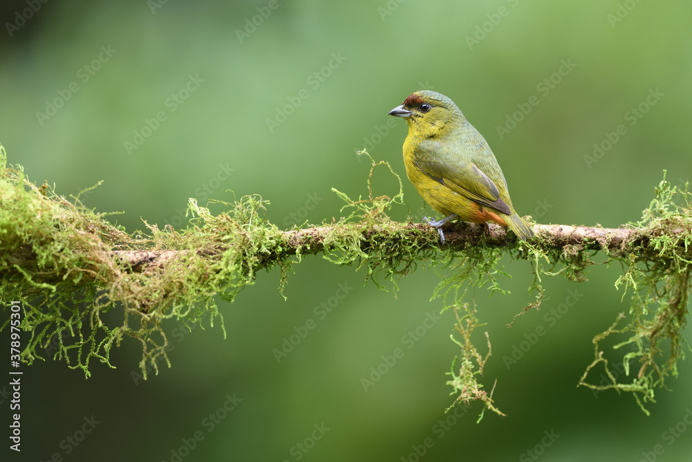 Fototapeta premium Olive-backed euphonia perched on moss branch
