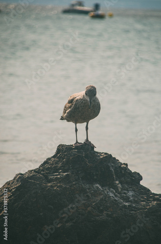 Quiet Pigeon Seagul Looking Down on a Rock in Tabarca Island