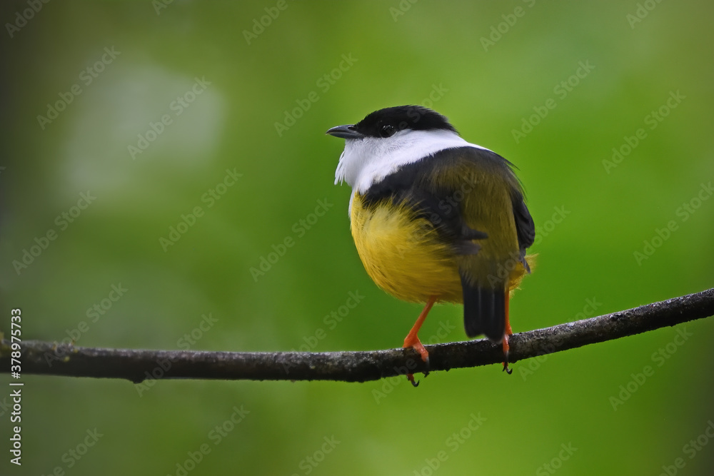 Fototapeta premium White-collared manakin perched on branch